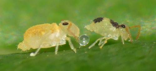 Deuterosminthurus bicinctus